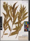Foto von Salix fragilis L.